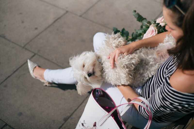 Jimmy Choo Choohound-23