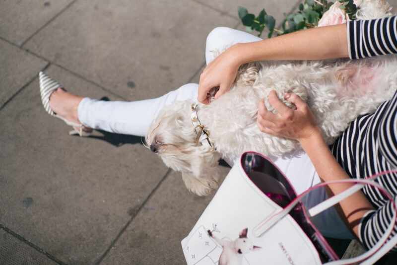 Jimmy Choo Choohound-26
