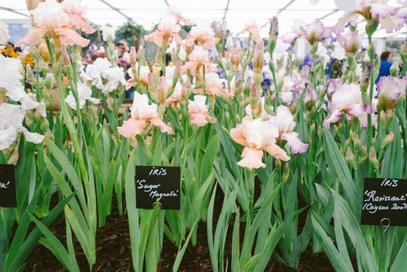 chelsea flower show 2015-15