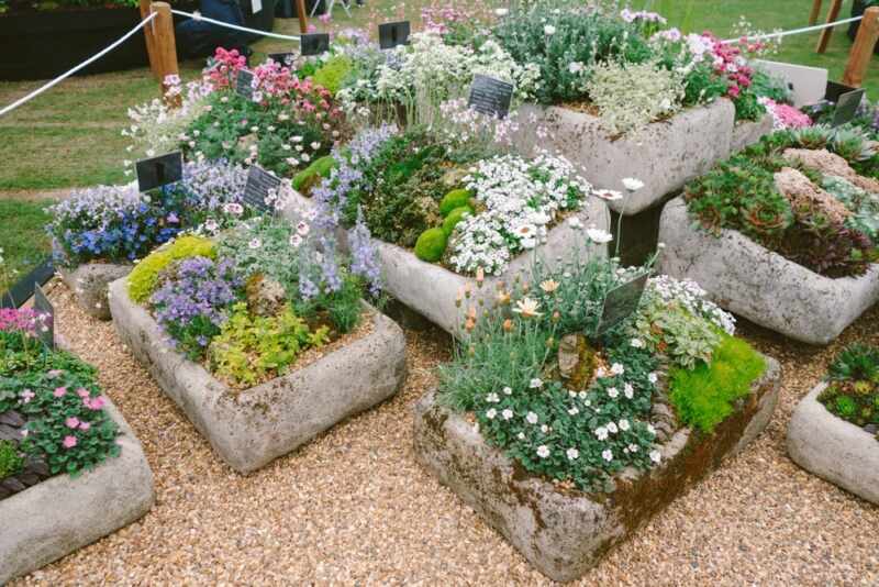 chelsea flower show 2015-16