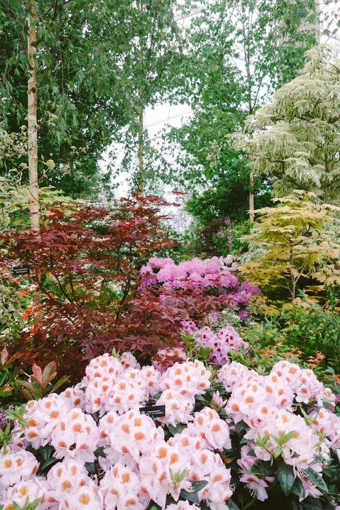 chelsea flower show 2015-20