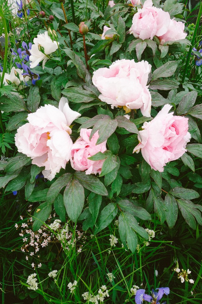 chelsea flower show 2015-51