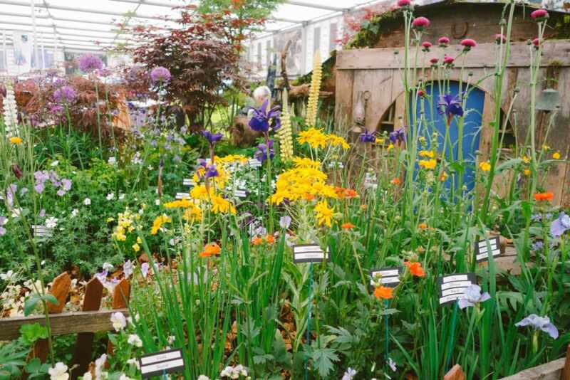 chelsea flower show 2015-7