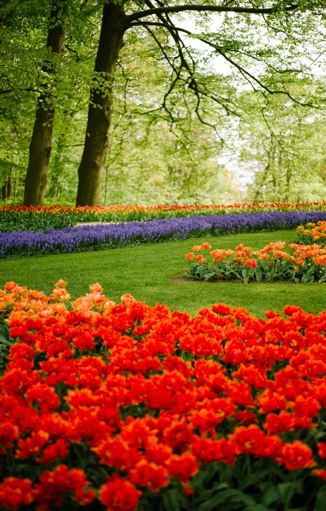 keukenhof tulip gardens-14