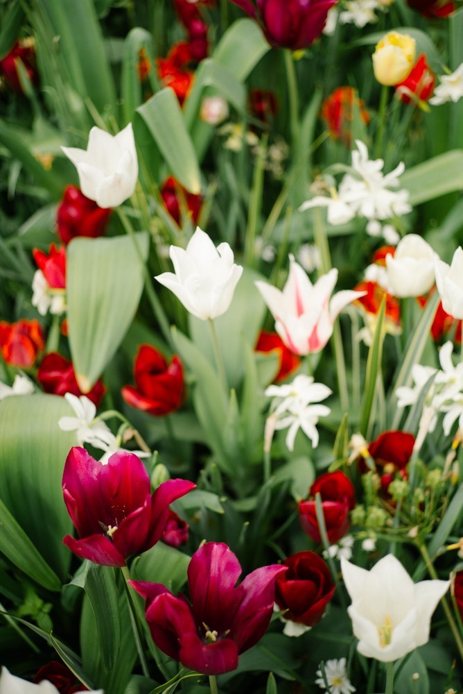 keukenhof tulip gardens-5