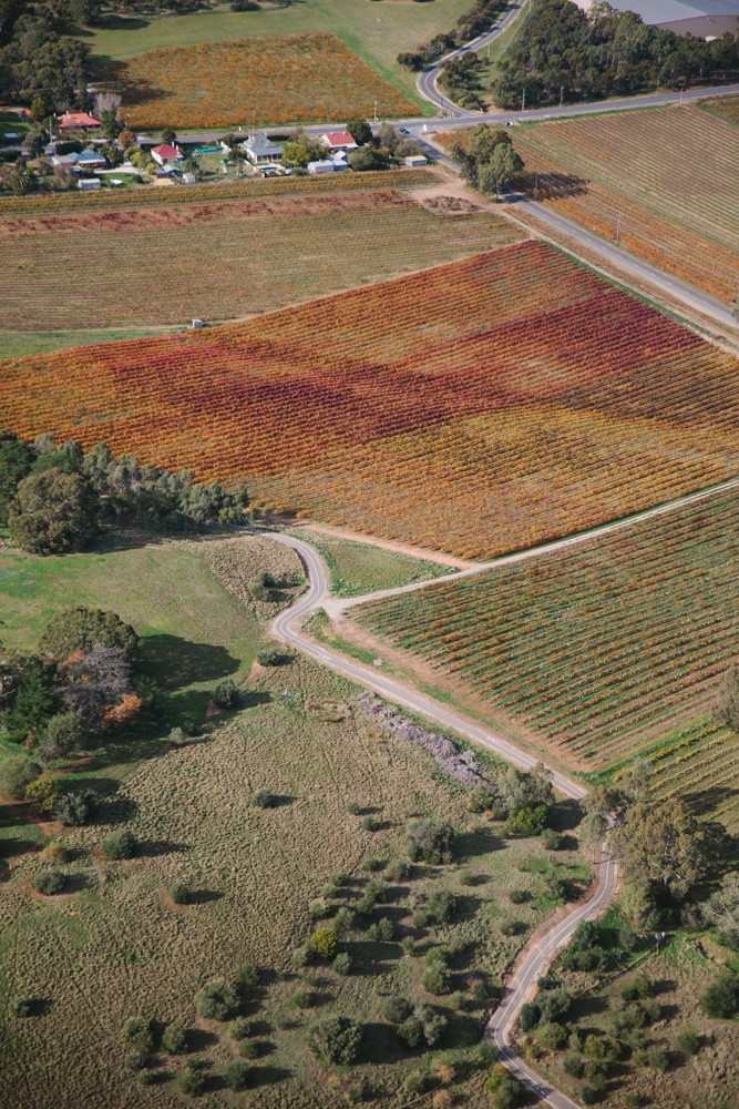 Jacobs Creek Barossa Valley-16