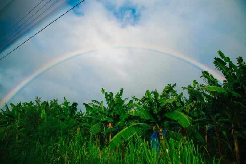 saint lucia fish friday-1