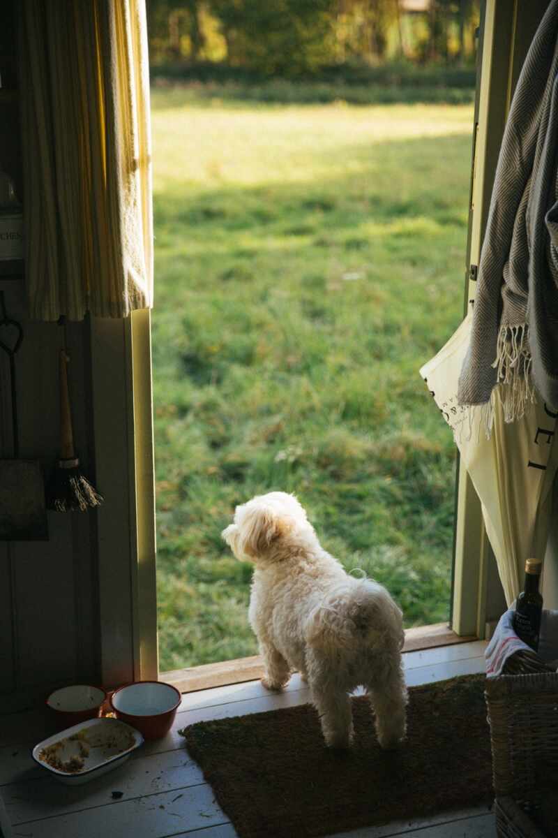 Guard dog