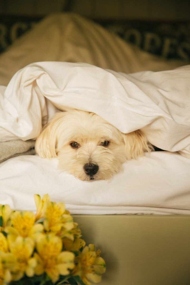 Dog bed