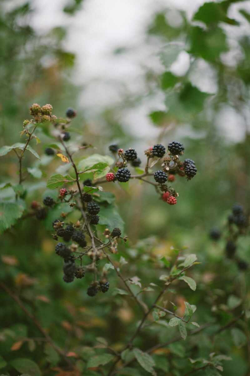 Sloe gin recipe-34