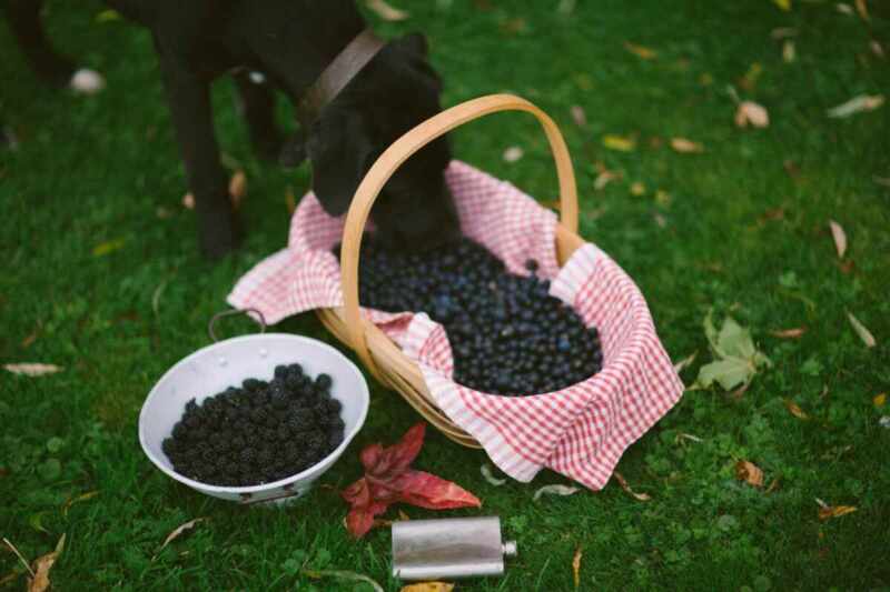 Sloe gin recipe-54