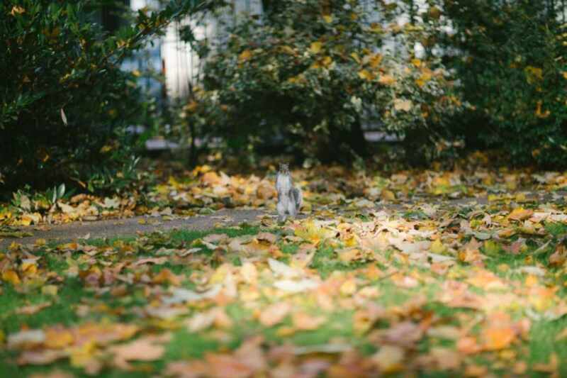 British Squirrel