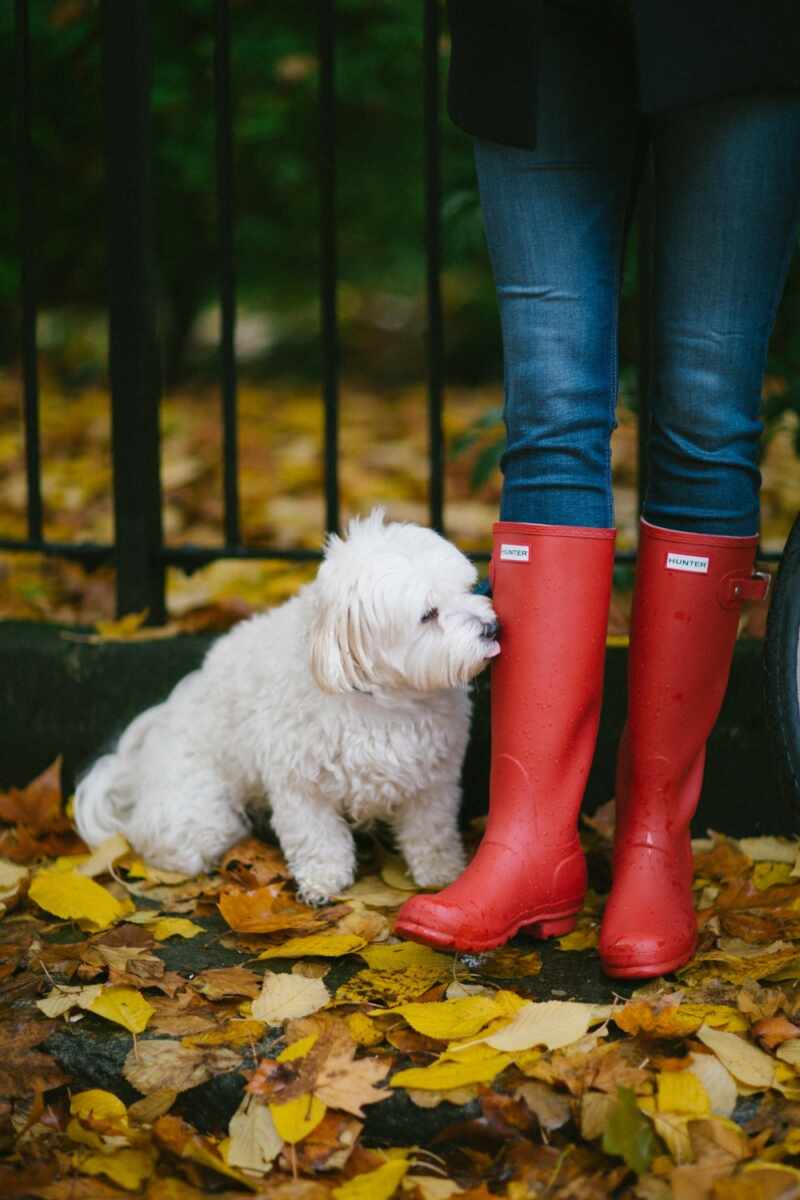 Rain boots and puppies! 