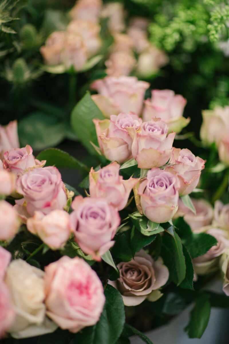 Powder Pink Roses