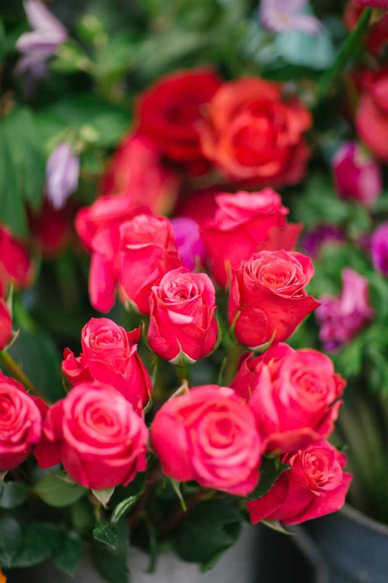 Red Roses Notting Hill