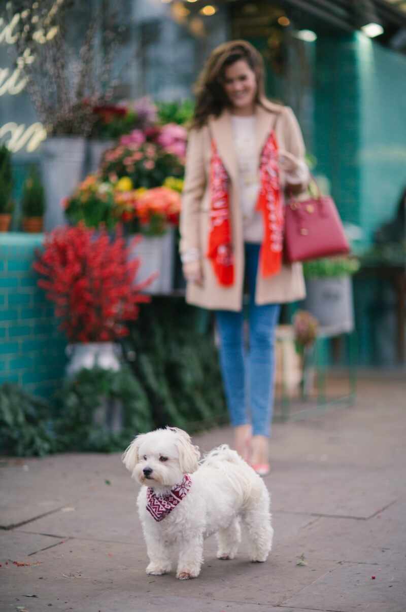 Cute Dog in Red Knitted Scarf
