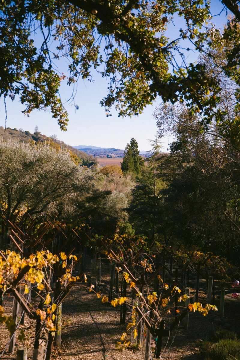 Napa Valley Wine Tasting-22