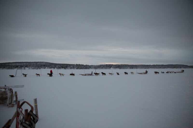 Husky Sledding Lapland-16