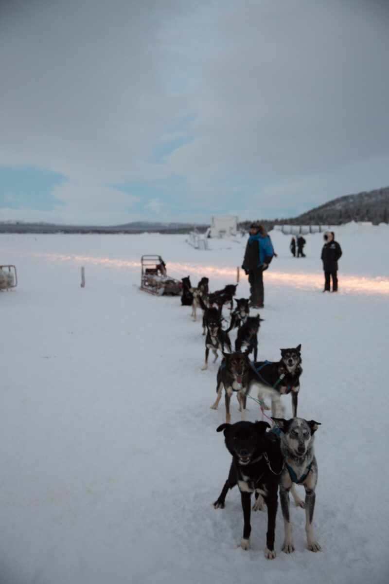 Husky Sledding Lapland-17