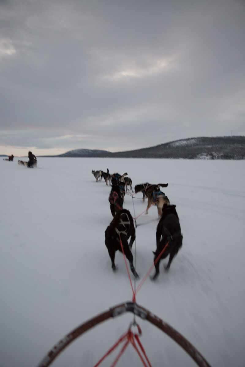 Husky Sledding Lapland-20