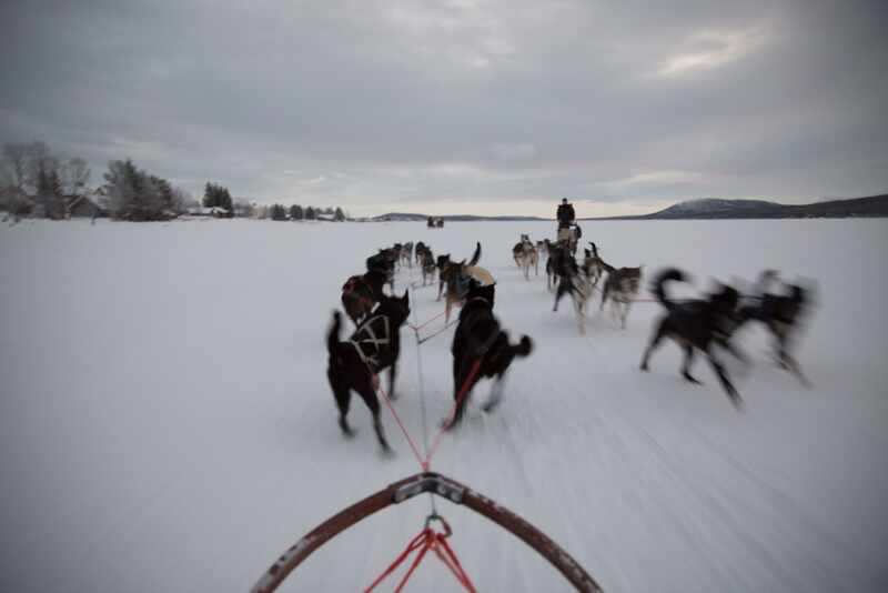 Husky Sledding Lapland-21