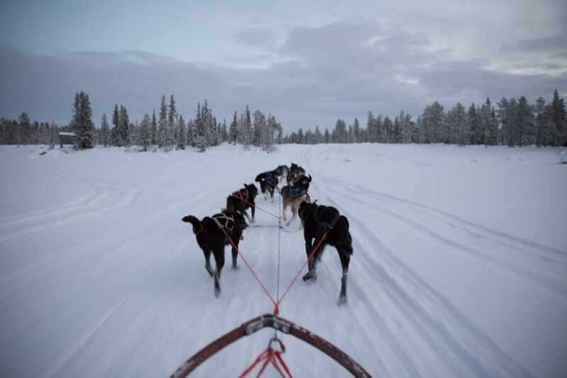 Husky Sledding Lapland-23