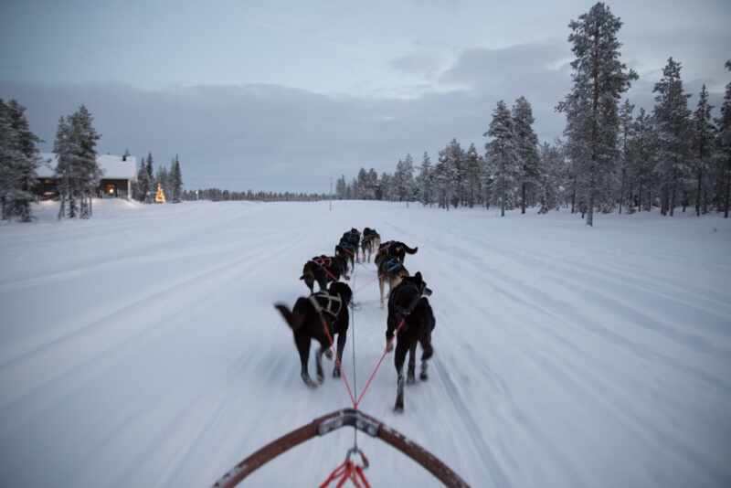 Husky Sledding Lapland-25