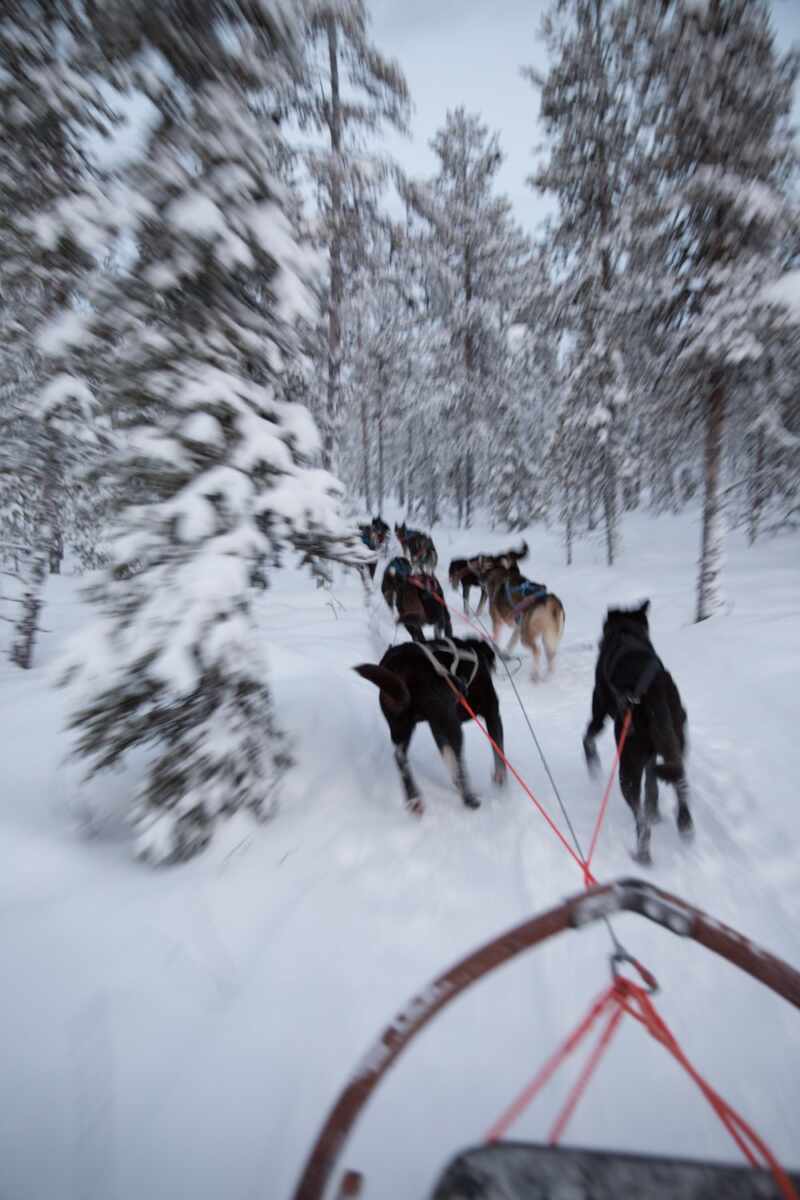 Husky Sledding Lapland-26