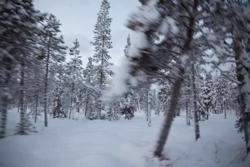 Husky Sledding Lapland-27