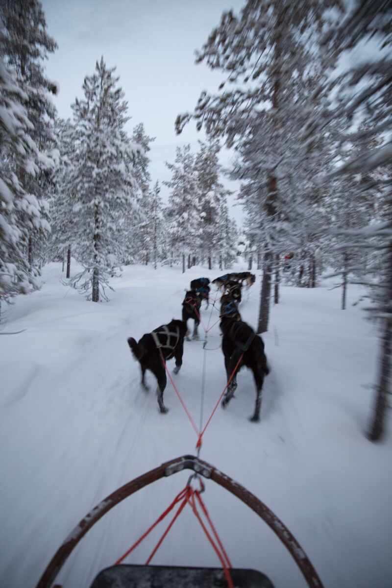 Husky Sledding Lapland-28