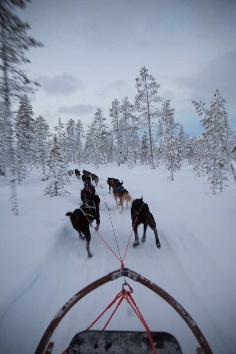 Husky Sledding Lapland-29
