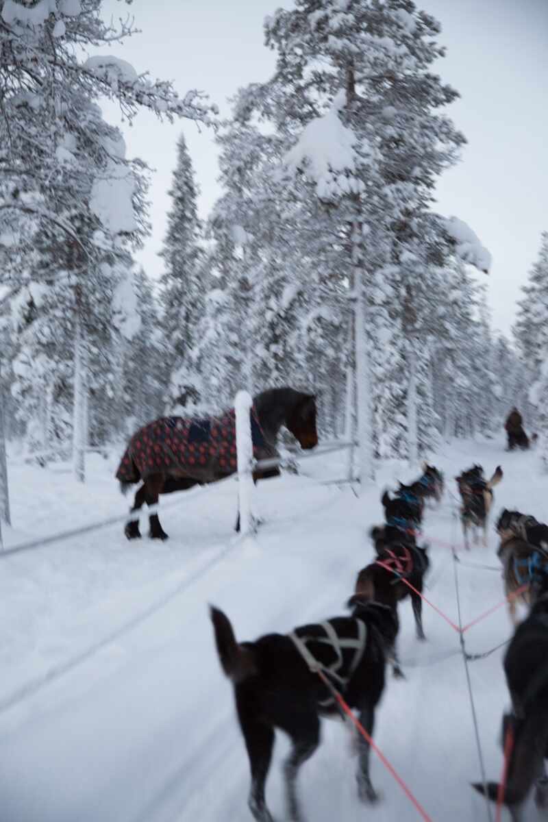 Husky Sledding Lapland-33