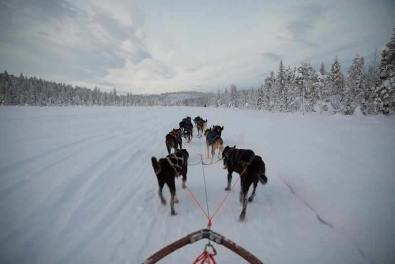 Husky Sledding Lapland-34