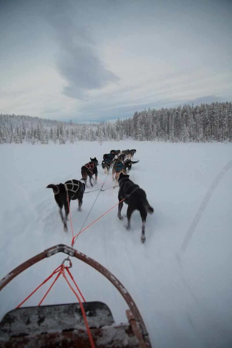 Husky Sledding Lapland-35