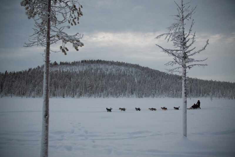 Husky Sledding Lapland-36