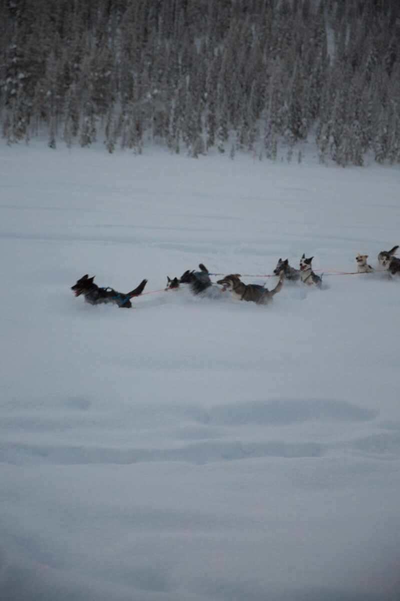 Husky Sledding Lapland-37