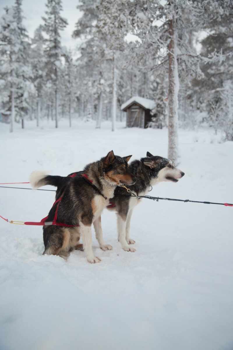 Husky Sledding Lapland-49