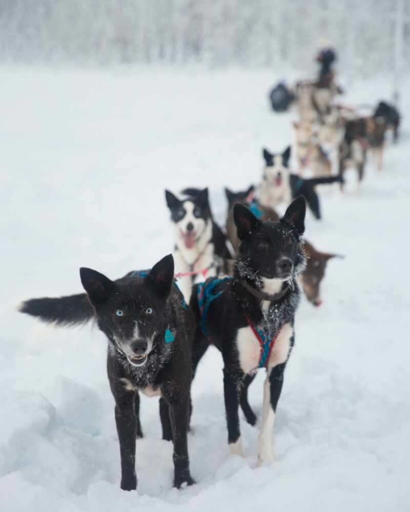 Husky Sledding Lapland-50