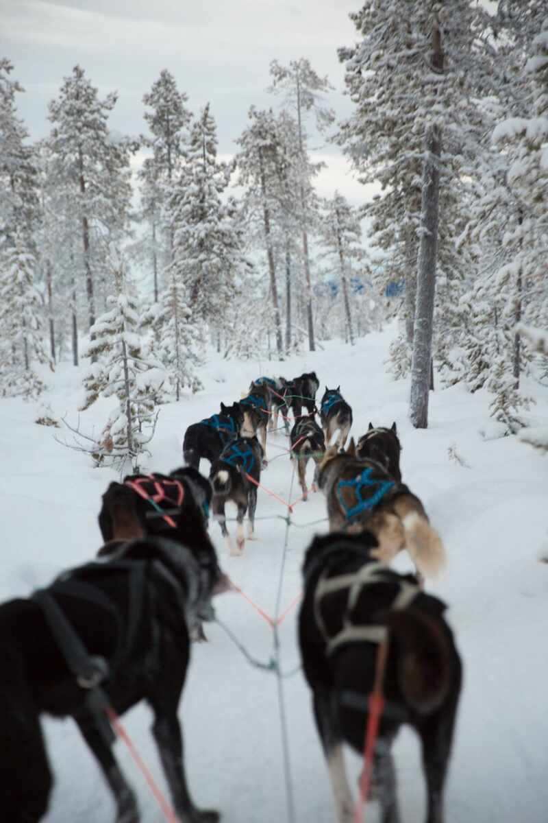 Husky Sledding Lapland-51