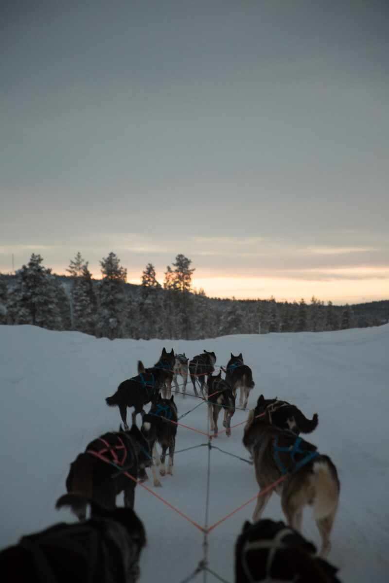 Husky Sledding Lapland-52