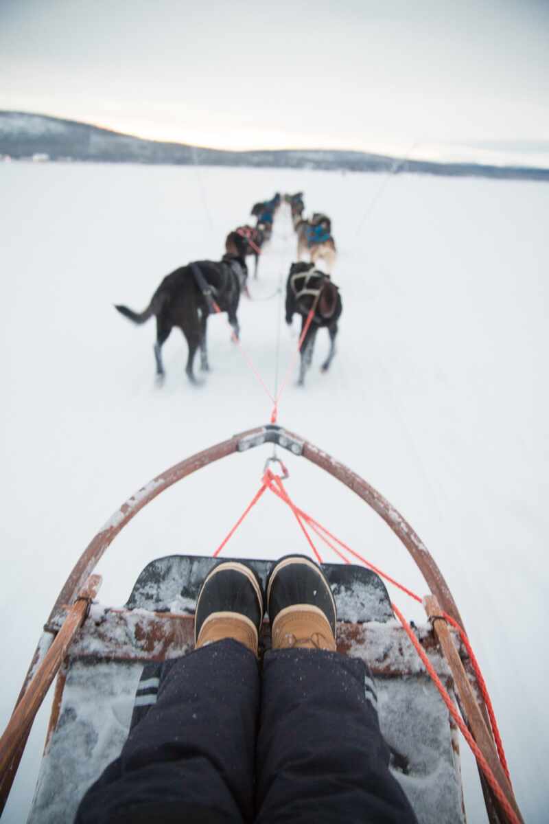 Husky Sledding Lapland-54