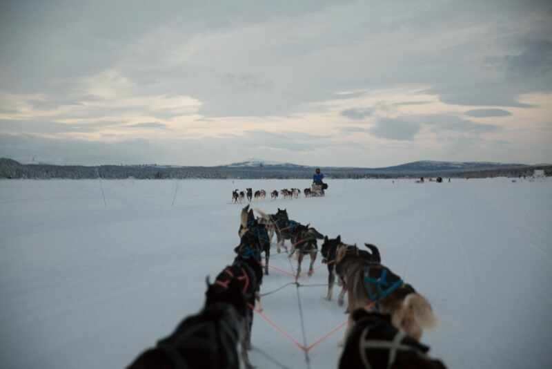 Husky Sledding Lapland-55