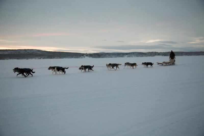 Husky Sledding Lapland-56