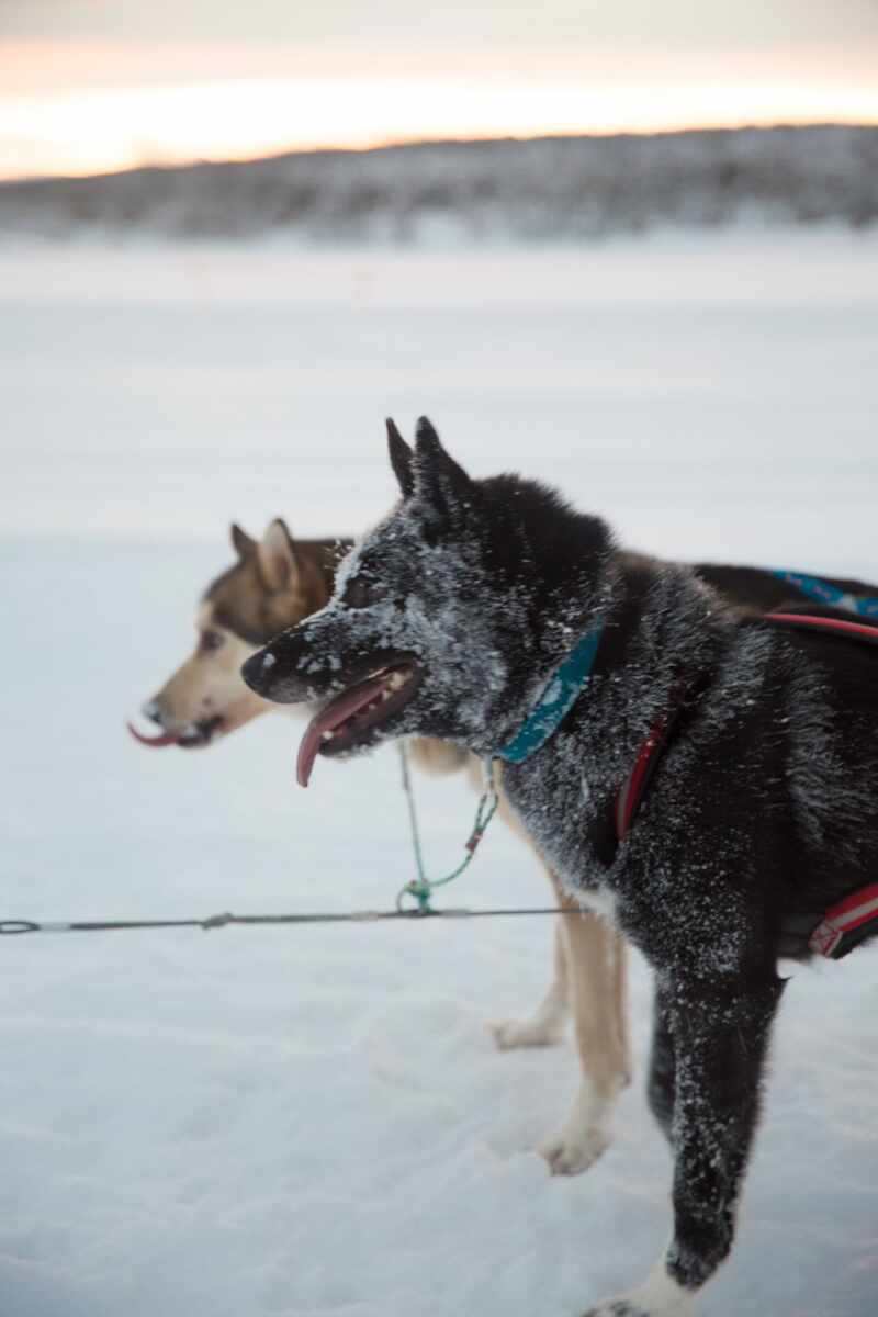 Husky Sledding Lapland-57