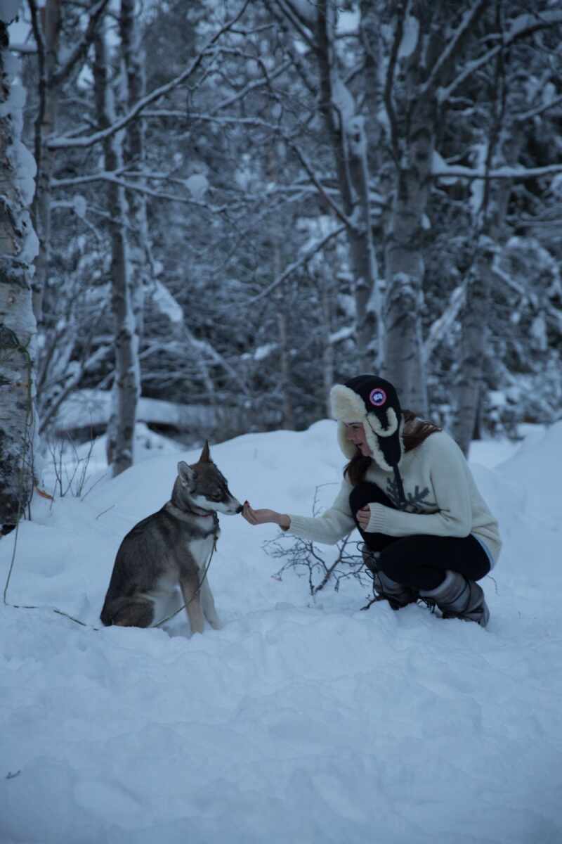 Husky Sledding Lapland-69