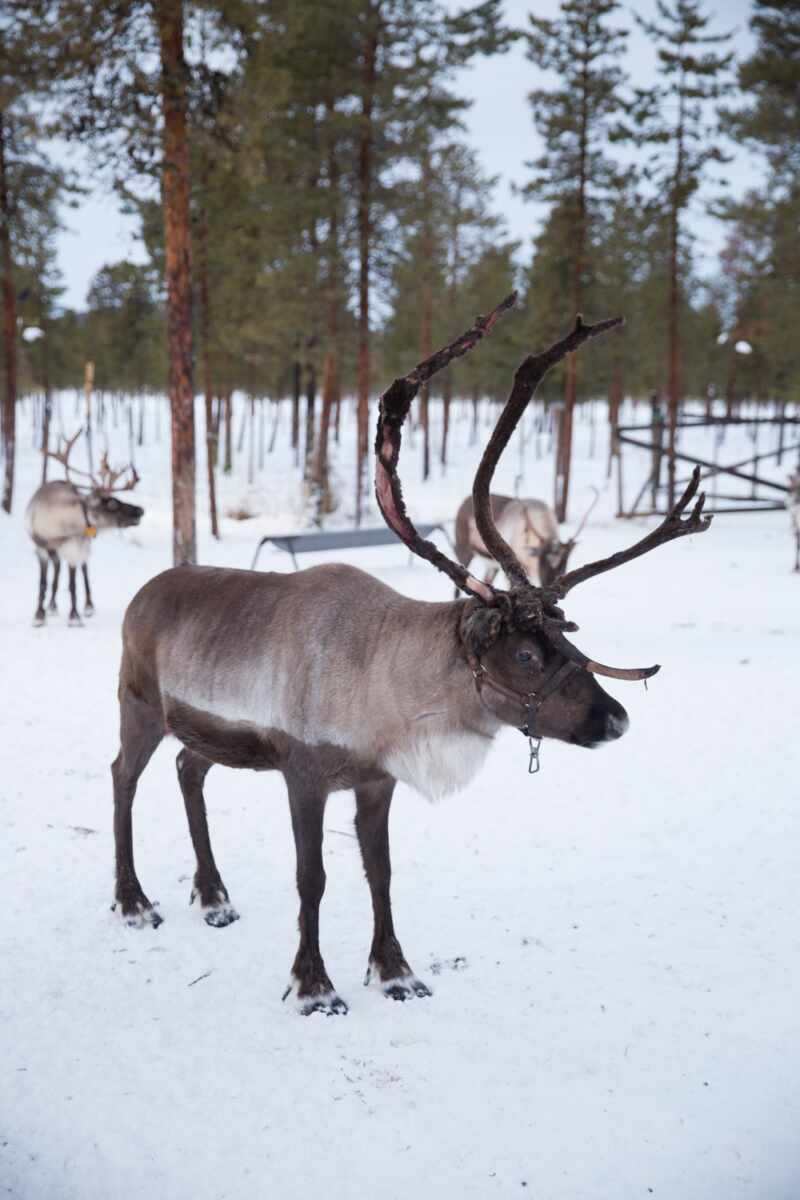 Reindeer and Saunas in Sweden -10