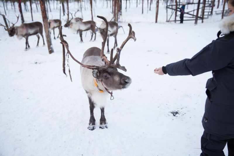 Reindeer and Saunas in Sweden -11