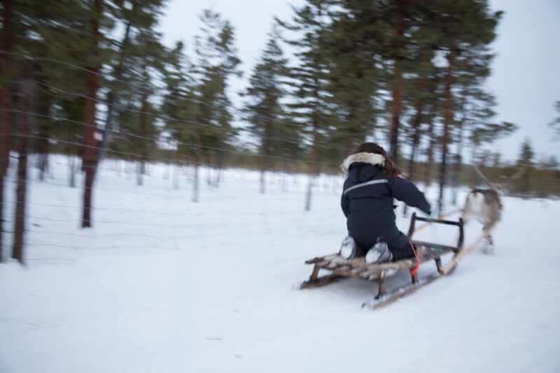 Reindeer and Saunas in Sweden -15