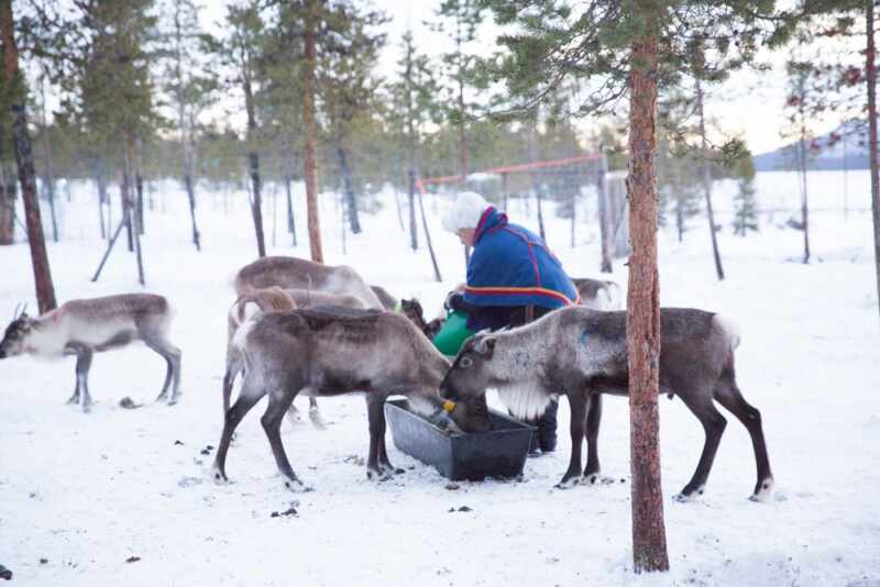 Reindeer and Saunas in Sweden -5