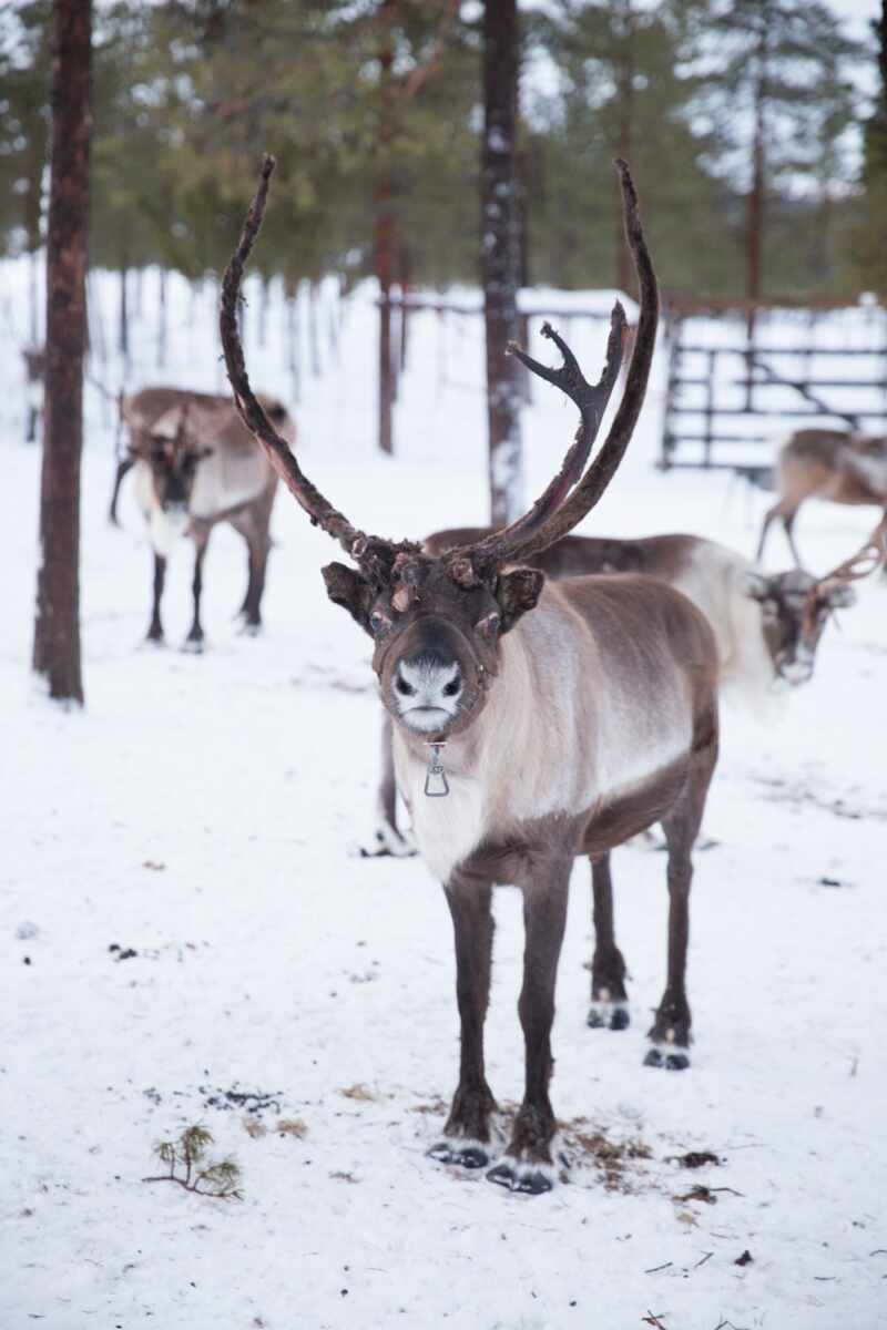 Reindeer and Saunas in Sweden -8